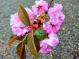 雨の桜の花