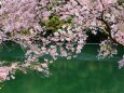 ダム湖と桜