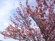 牡丹満開の桜