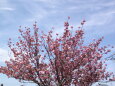 青い空と牡丹桜