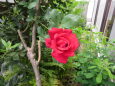 薔薇シリーズ 我が家のバラ