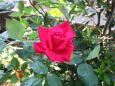 薔薇シリーズ 我が家のバラ
