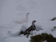 燕岳の白雷鳥