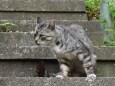 石段の猫