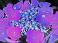 紫陽花～2022～16