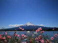 雪の富士山&コスモス