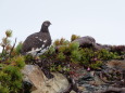 仙丈ヶ岳の雄雷鳥2