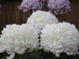 白い大きい菊