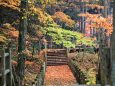 秋の木道
