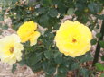 黄色い菊 