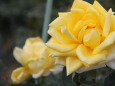 黄色いバラ 