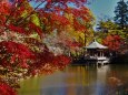 秋の成田山公園