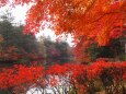 秋の雲場池