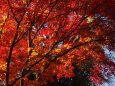 長野の紅葉