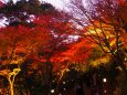 秋の夜の長谷寺
