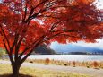 秋の河口湖