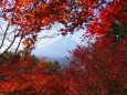 秋の新倉山浅間公園