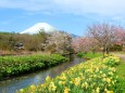 迎春富士山