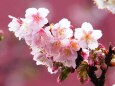 糸川遊歩道のあたみ桜