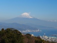 仲春の日本平から望む富士山