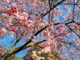2月早咲き桜