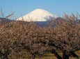 仲春の曾我梅林のから望む富士山
