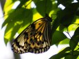多摩動物公園の蝶