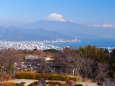仲春の日本平から望む富士山
