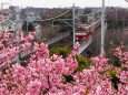 三浦海岸の河津桜と京急電車