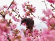 西平畑公園の河津桜とヒヨドリ