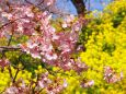 西平畑公園の河津桜と菜の花