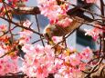 旧中川の河津桜とヒヨドリ