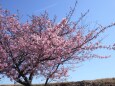 土手に咲く河津桜