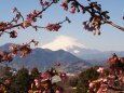 仲春の西平畑公園から望む富士山