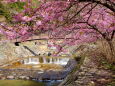 河津桜と小さな滝