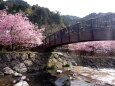 遊歩道の橋と河津桜