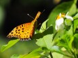 多摩動物公園の花と蝶