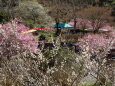 白梅と河津桜の春景色