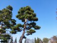 信州松本の松の木