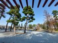 信州松本の松の園芸