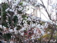 軒先に咲く早咲きの桜