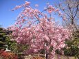 庭先に咲く満開の河津桜