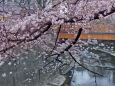 石神井川の桜～2023