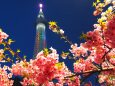 東武橋の河津桜とスカイツリー