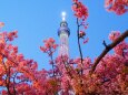 東武橋の河津桜とスカイツリー