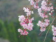待ち遠しい桜の季節 5
