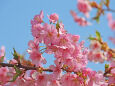待ち遠しい桜の季節 6