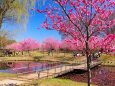古河公方公園の花桃