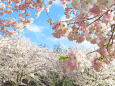 桜(アメリカ)