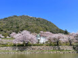 咲き誇る桜 3